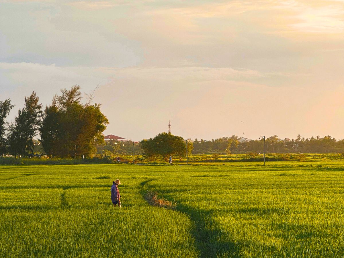 Hoi An Rice Fields Season Guide (2026): Best Time to Visit, Coffee Spots & Bike Tours image gallery 1
