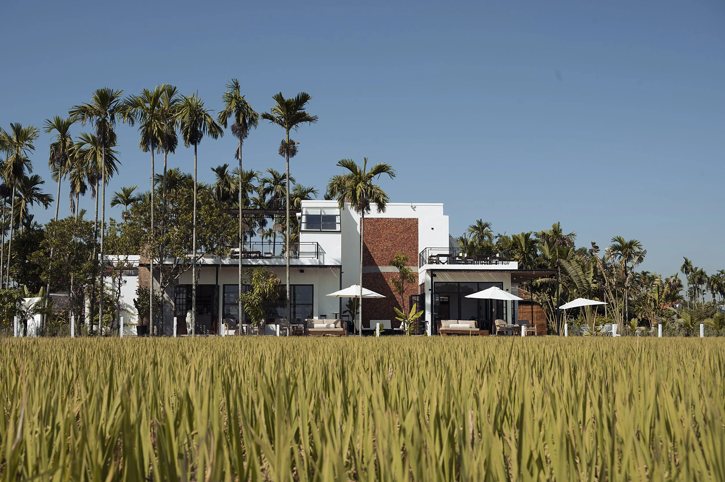Hoi An Rice Fields Season Guide (2026): Best Time to Visit, Coffee Spots & Bike Tours image gallery 3
