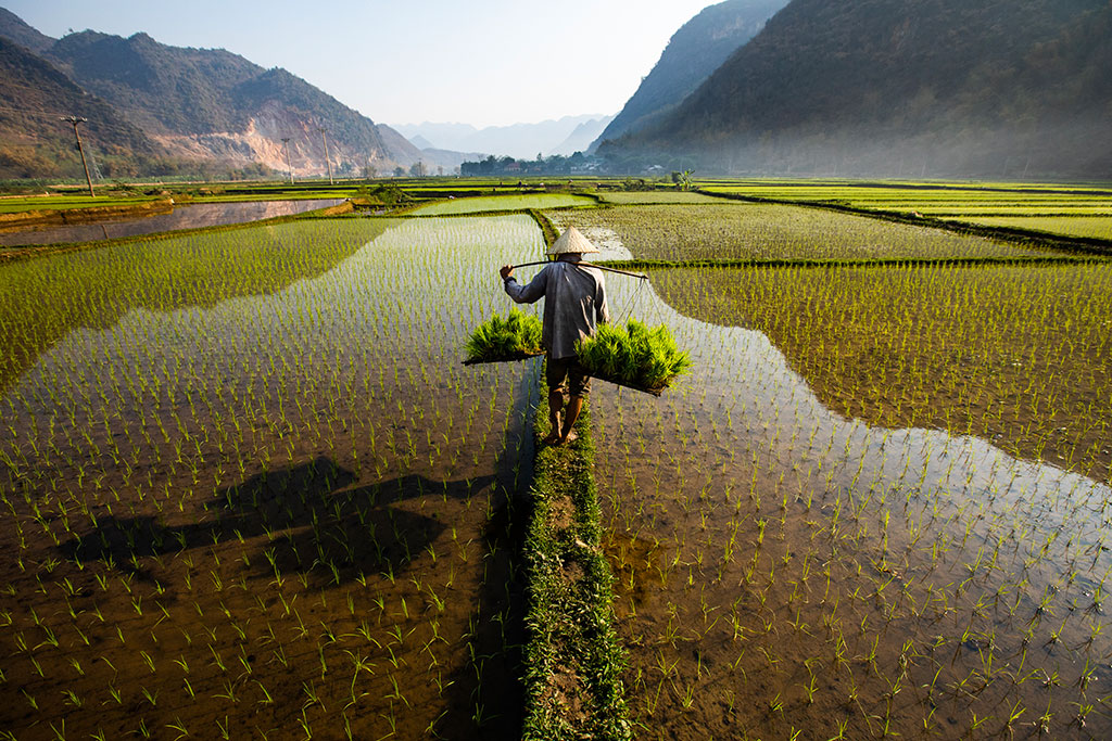 Hoi An Rice Fields Season Guide (2026): Best Time to Visit, Coffee Spots & Bike Tours image gallery 5