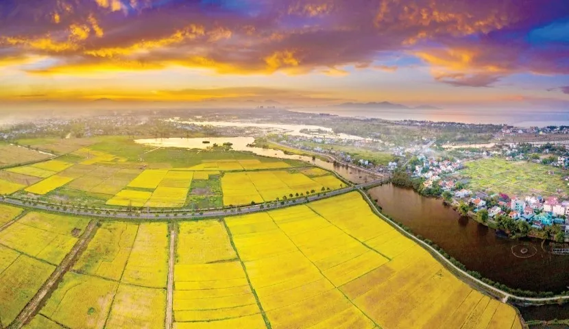 Hoi An Rice Fields Season Guide (2026): Best Time to Visit, Coffee Spots & Bike Tours image gallery 2